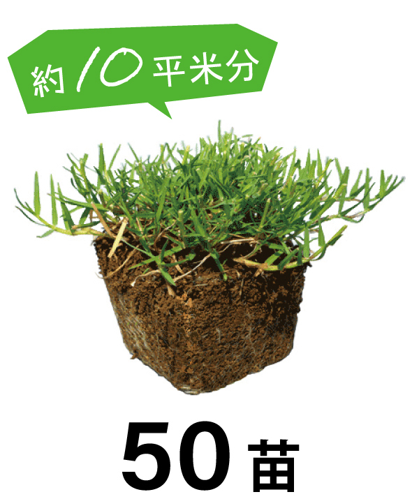 50苗