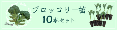 ブロッコリー10苗セットへ