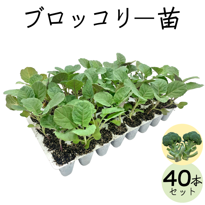 ブロッコリー 40苗