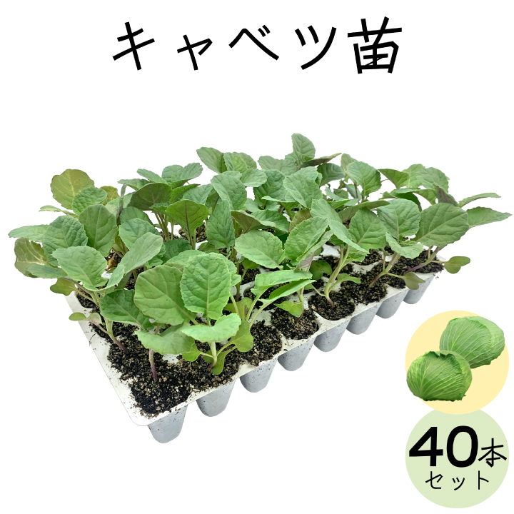 キャベツ40苗