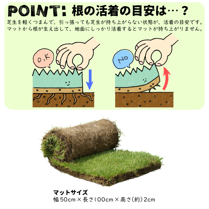 高麗芝マット植栽のポイント