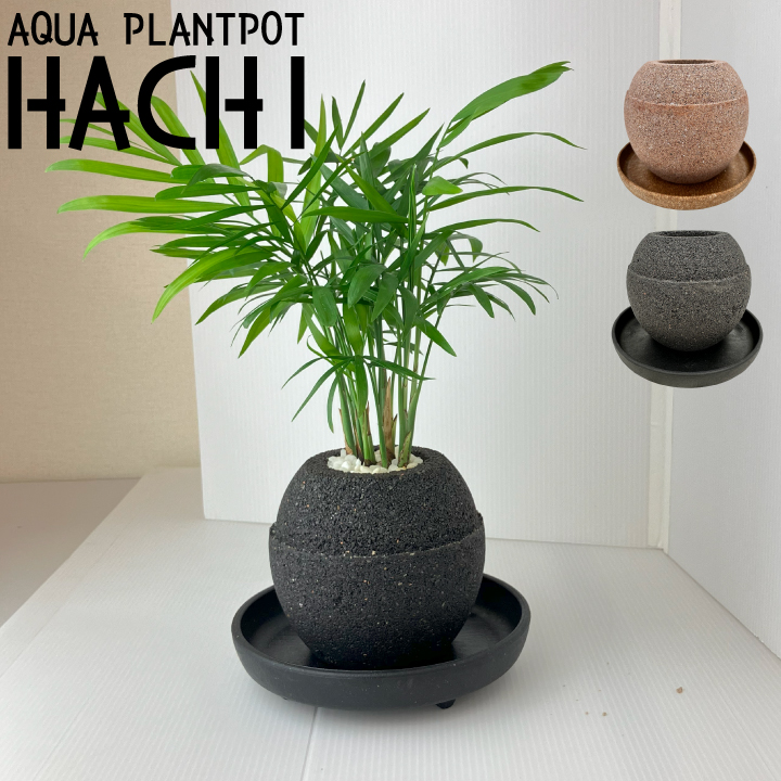 HACHI（玉）