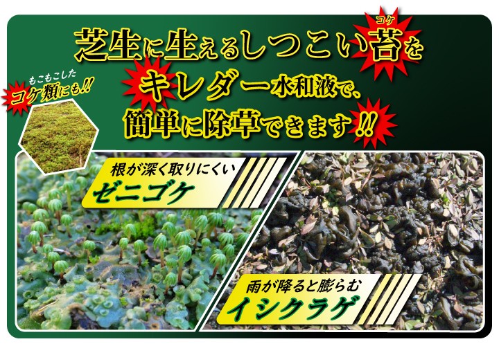 コケそうじ ゼニゴケ イシクラゲ 藻類 専用 除草剤 キレダー水和剤 500g :gf11-04-002:国分グリーンファーム - 通販 -  Yahoo!ショッピング