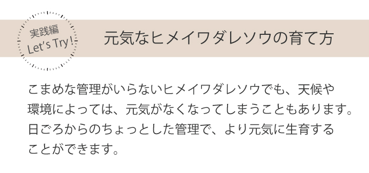 ヒメイワダレソウの育て方