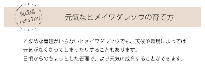 ヒメイワダレソウの育て方タイトル