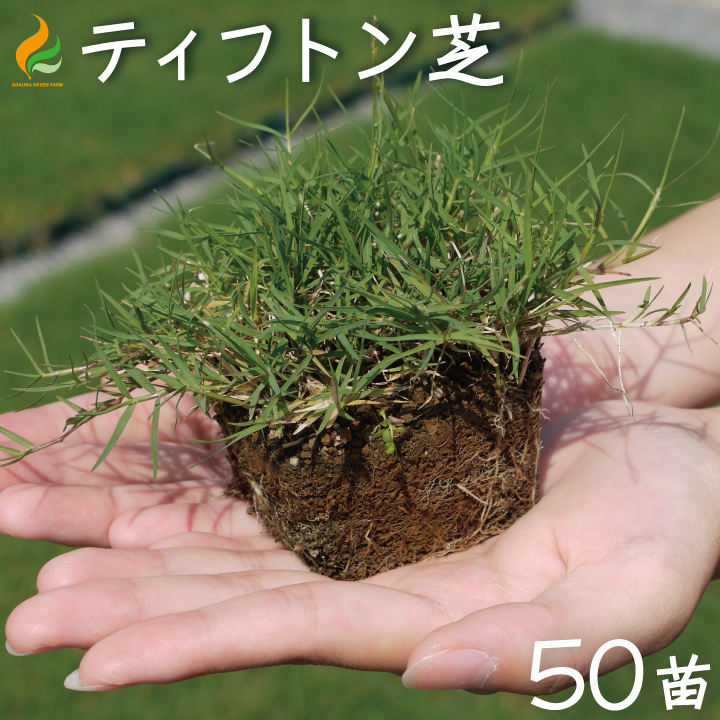 最も完璧な 芝 芝生 ポット苗 ティフトン芝ポット苗 50苗 約10平米分 