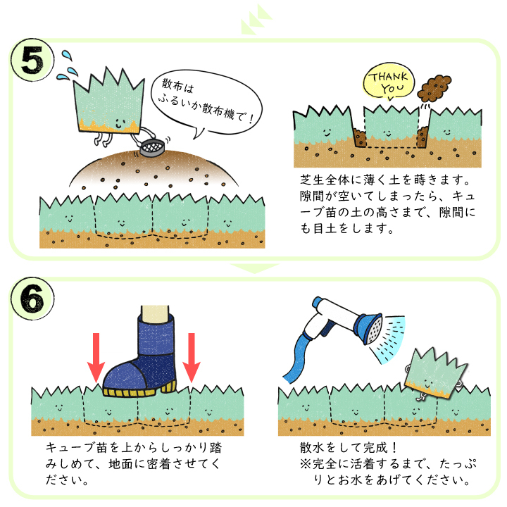 キューブ苗の植栽方法2