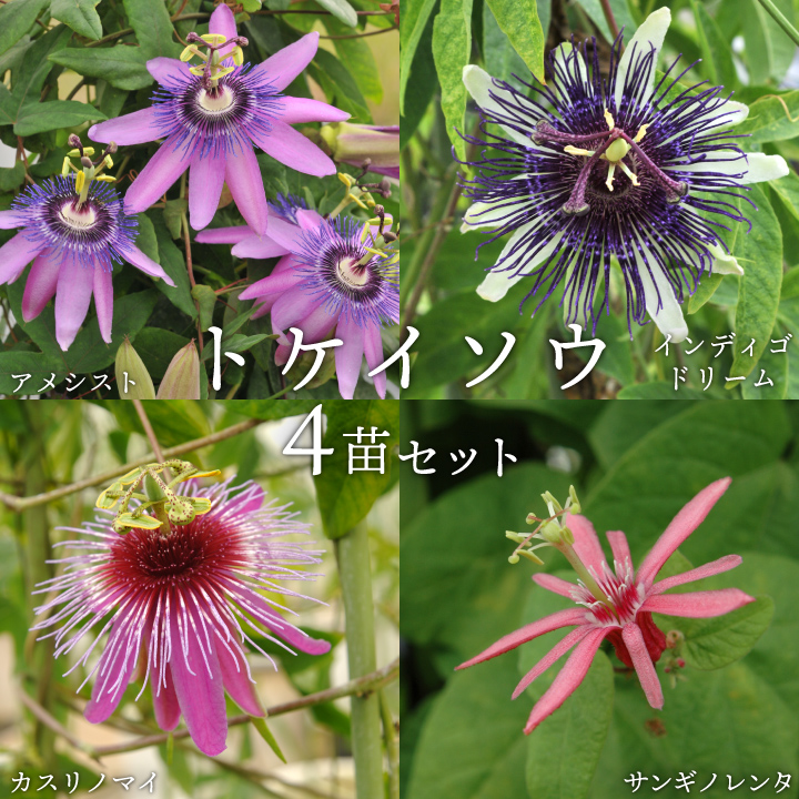 トケイソウ 花 草花の苗 耐寒性時計草 非耐寒性時計草 緑のカーテン 苗 トケイソウ4苗セット サンギノレンタ カスリノマイ アメシスト インディゴドリーム Gf3 09 004 国分グリーンファーム 通販 Yahoo ショッピング