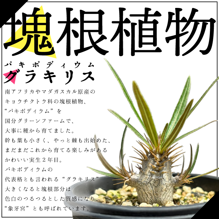 パキポディウム グラキリス 実生2年目 2.5号鉢 塊根植物 コーデクッス