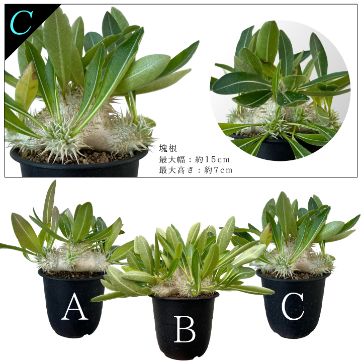 【早い者勝ち本日限り!!】 エブレネウム パキポディウム 現品 ポットごと発送 パキポディウム・エブレネウム(ポット付)国内実生 ※美株 その他多肉植物