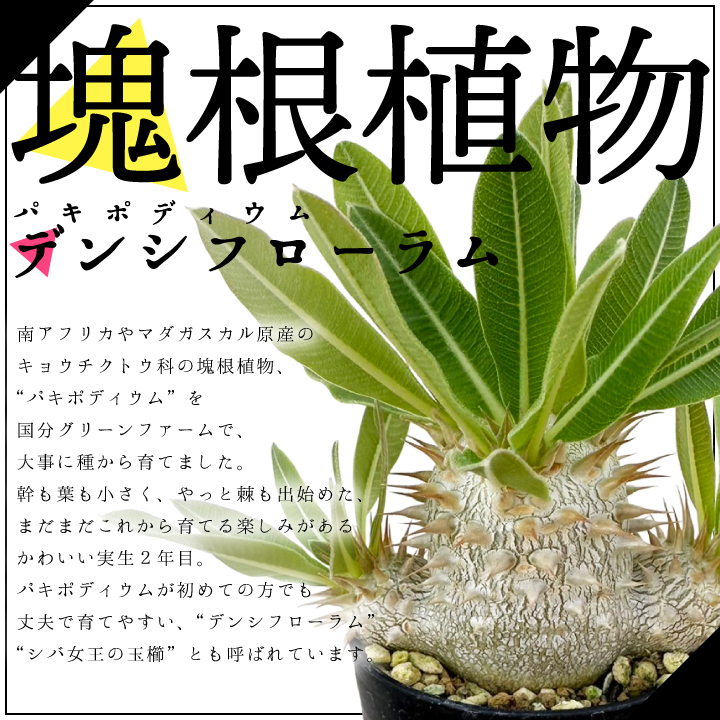 パキポディウム デンシフローラム 実生2年目 2.5号鉢 塊根植物