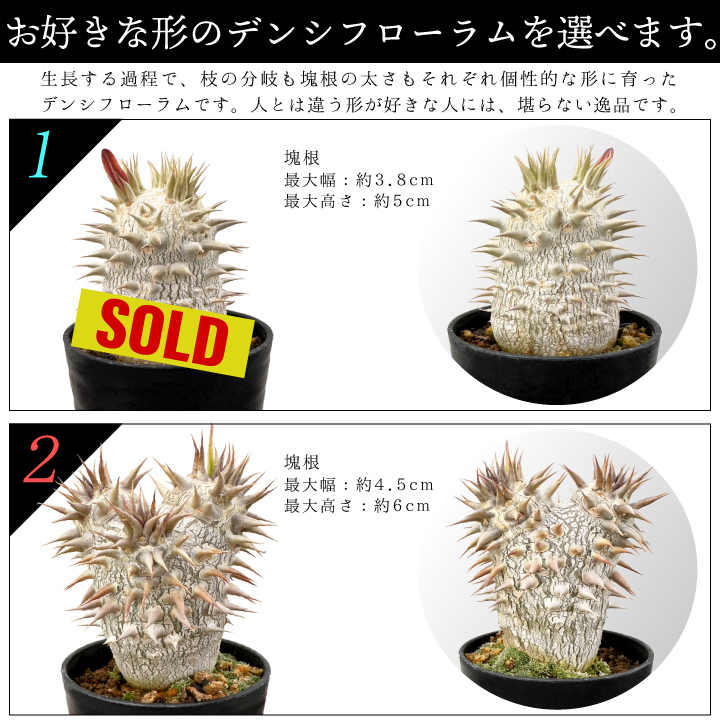 パキポディウム デンシフローラム 実生2年目 2.5号鉢 塊根植物