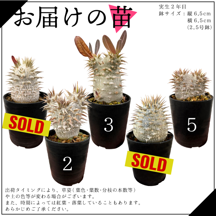 パキポディウム デンシフローラム 実生2年目 2.5号鉢 塊根植物