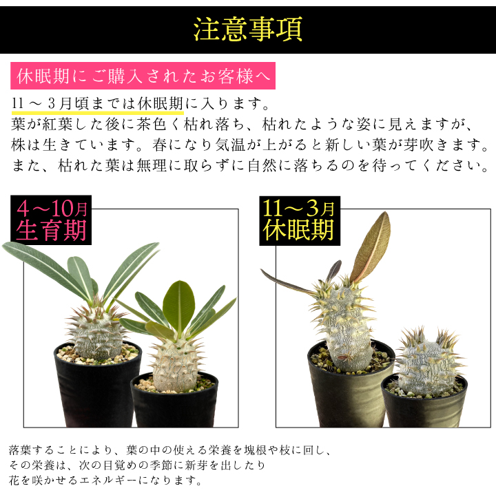 パキポディウム デンシフローラム 実生2年目 2.5号鉢 塊根植物