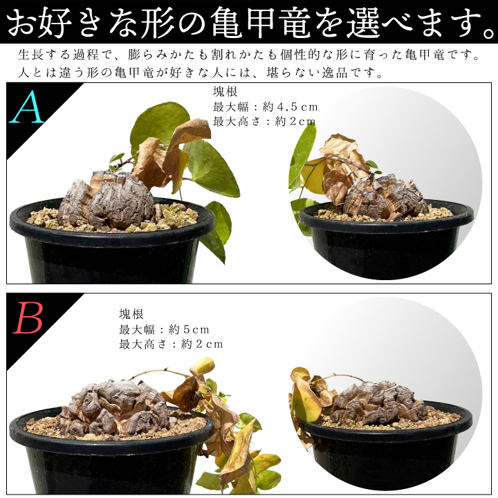亀甲竜ディオスコレアエレファンティペス　現品鉢ごと発送 上作株】ディオスコレア エレファンティペス 亀甲竜【961