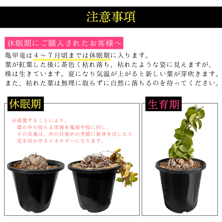 お届け品
