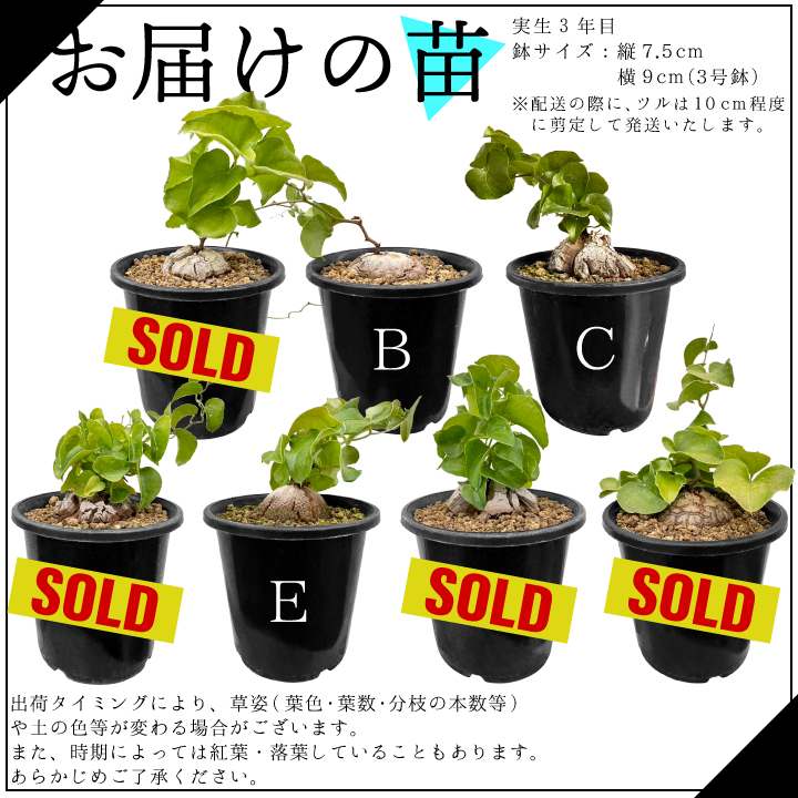お届け品