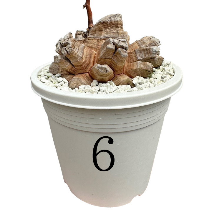 魔天竜 実生 鉢植えメルカリ便送料込み 33f72d6b7c8f0e59ef9cb060a9903c