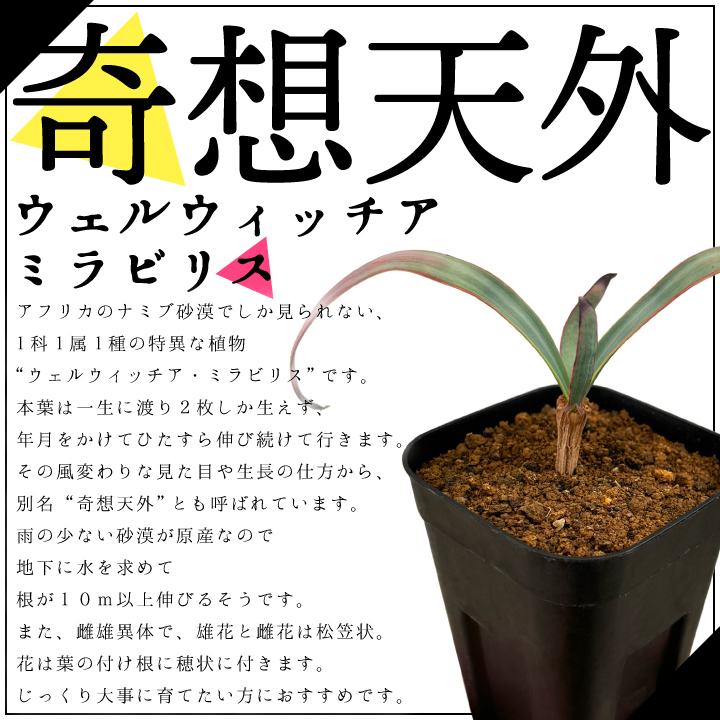 送料無料 奇想天外 ウェルウィッチア・ミラビリス 実生1年目 3号ロングポット 多肉植物 観葉植物 珍奇植物 ビザールプランツ 希少  Welwitschia mirabilis : gf3-31-501 : 国分グリーンファームYahoo!shop - 通販 -  Yahoo!ショッピング