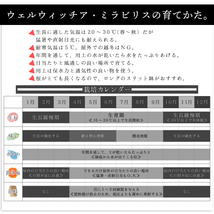 送料無料 奇想天外 ウェルウィッチア・ミラビリス 実生1年目 3号ロングポット 多肉植物 観葉植物 珍奇植物 ビザールプランツ 希少  Welwitschia mirabilis : gf3-31-501 : 国分グリーンファームYahoo!shop - 通販 -  Yahoo!ショッピング