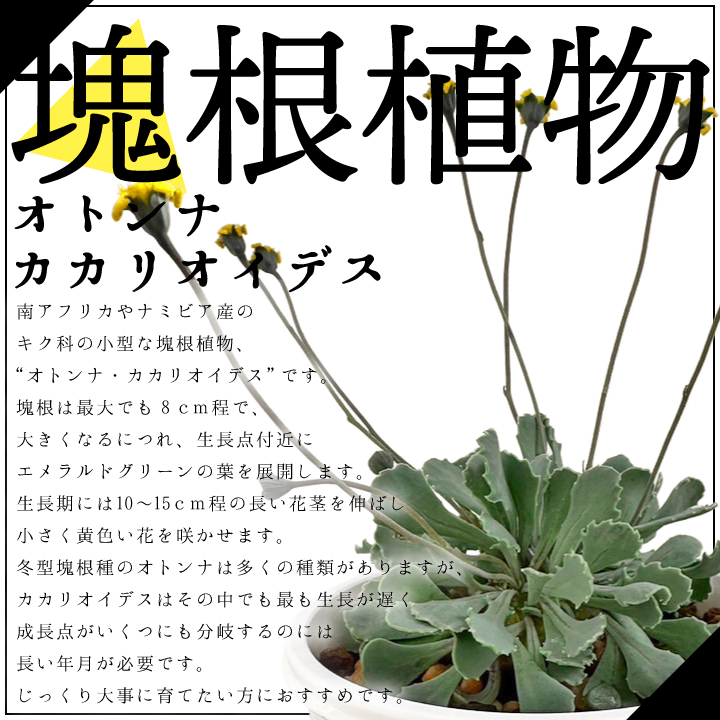 /様 塊根植物他 実生苗 1/3 送料無料 オトンナ カカリオイデス 実生3年目 2.5号鉢 国内実生 塊根