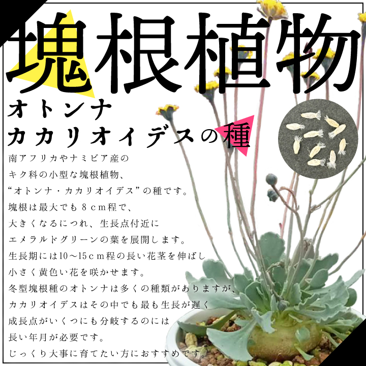 送料無料 オトンナ カカリオイデス（種）10粒 塊根植物 種 Othonna cacalioides : gf3-32-600 :  国分グリーンファームYahoo!shop - 通販 - Yahoo!ショッピング