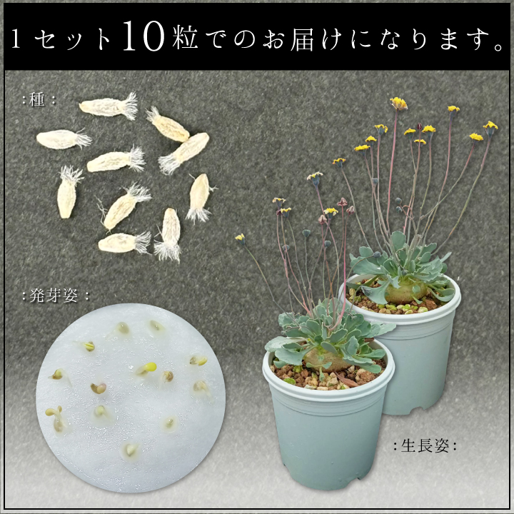 送料無料 オトンナ カカリオイデス（種）10粒 塊根植物 種 Othonna cacalioides : gf3-32-600 :  国分グリーンファームYahoo!shop - 通販 - Yahoo!ショッピング