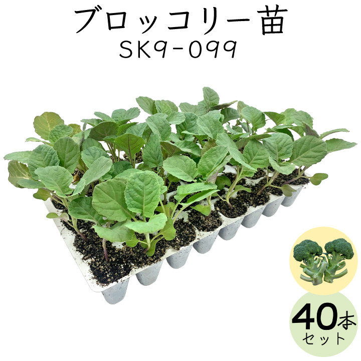 ブロッコリー40苗
