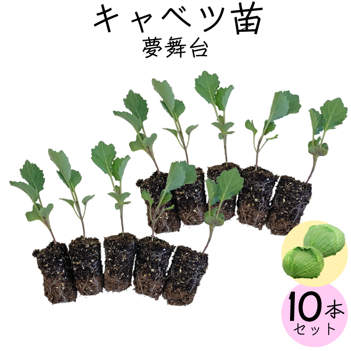 キャベツ10苗
