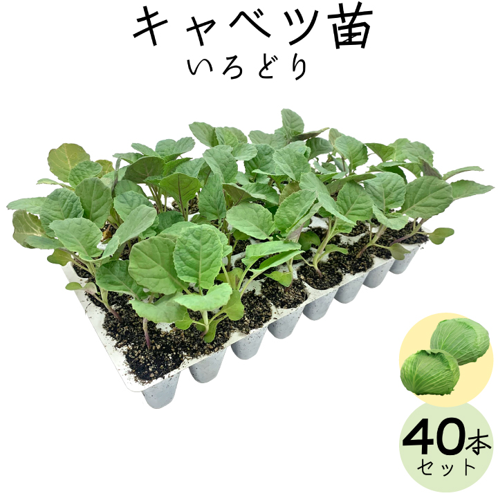キャベツ 40苗