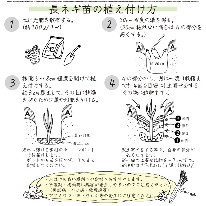 ネギ6苗植え方