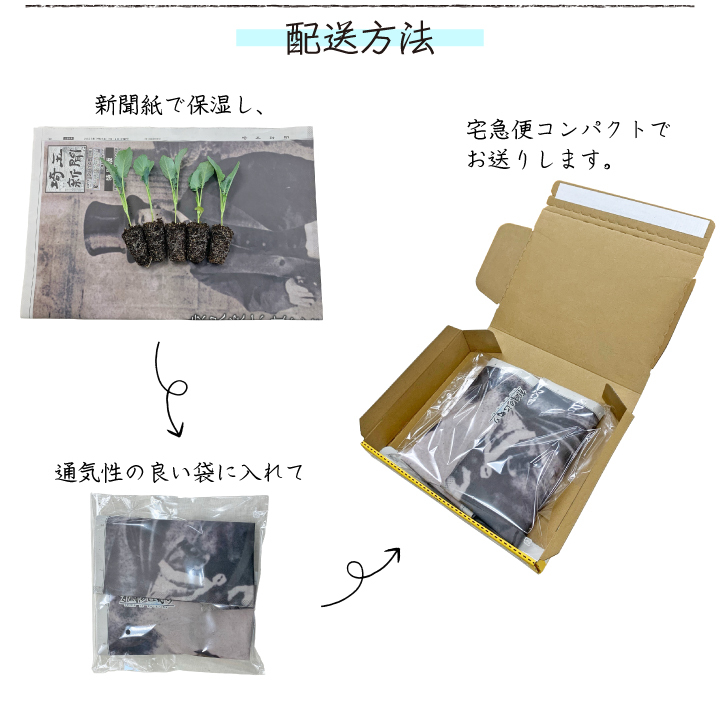 ネギ6苗配送方法