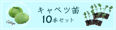 キャベツ10苗セット