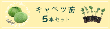 キャベツ5苗セットへ