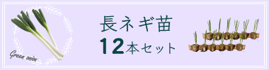ネギ12苗セットへ