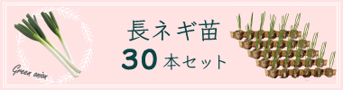 ネギ30苗セットへ