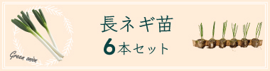 ネギ6苗セットへ