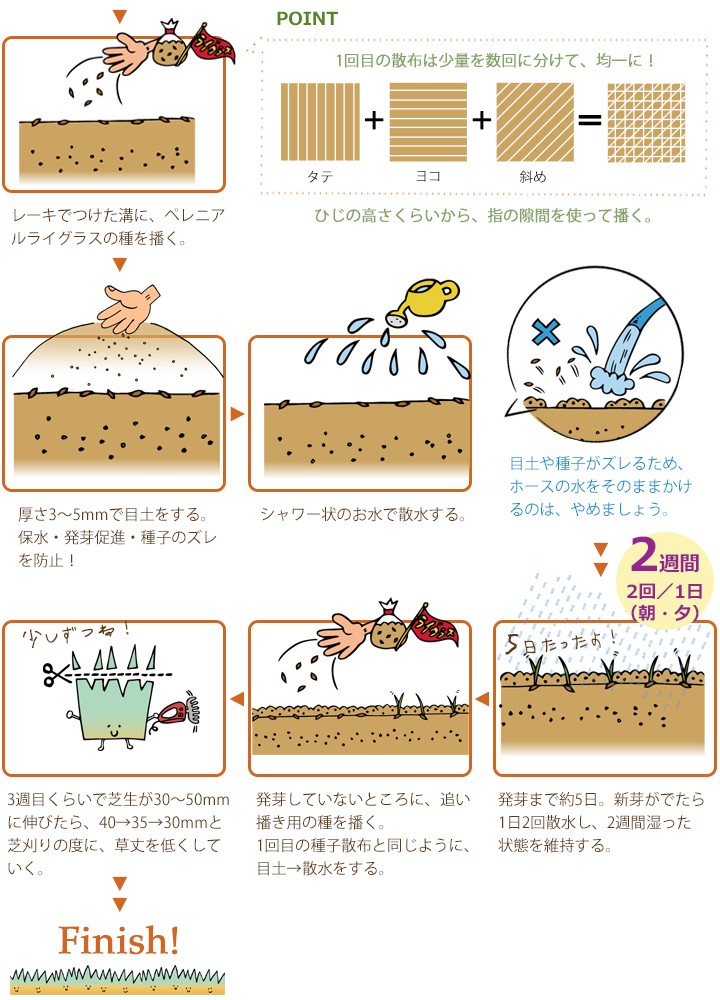 ウィンターオーバーシードの仕方2