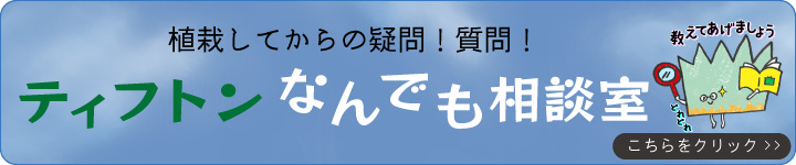 ティフトンなんでも相談室