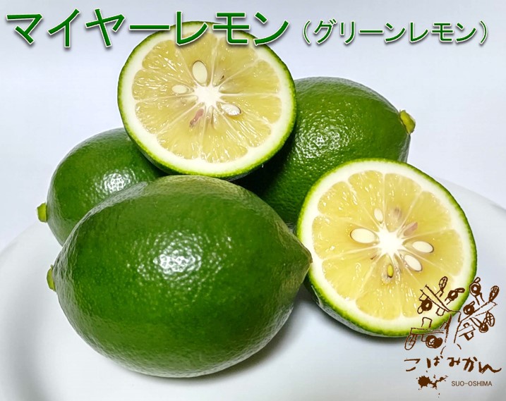 山口周防大島産『マイヤーレモン(グリーン) 家庭用 大箱 約9kg』サイズ