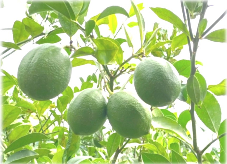 山口周防大島産『マイヤーレモン(グリーン) 家庭用 大箱 約9kg』サイズ