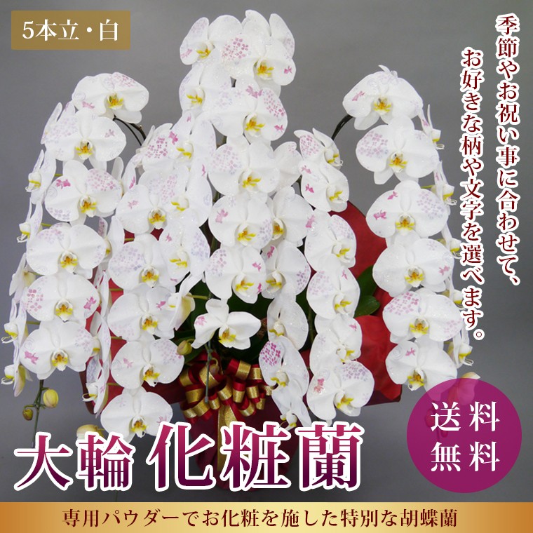 胡蝶蘭 コチョウラン 白 開店祝い 開院 ５本立 誕生日 誕生日 昇進祝い お供え ギフト ギフト 化粧蘭 ５本立 Tairin Kesyo 5 高級 胡蝶蘭専門店 胡蝶蘭センター