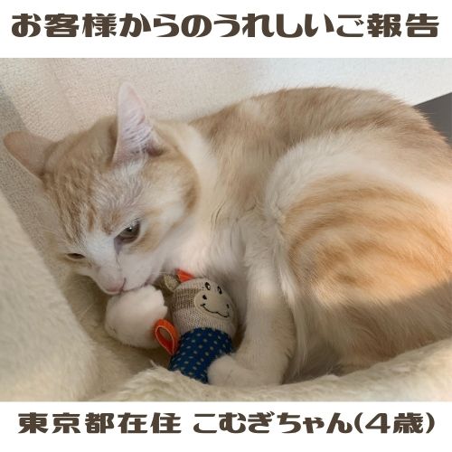 Super Cat（スーパーキャット） 猫おもちゃ 小抱き枕 キルトシュシュ