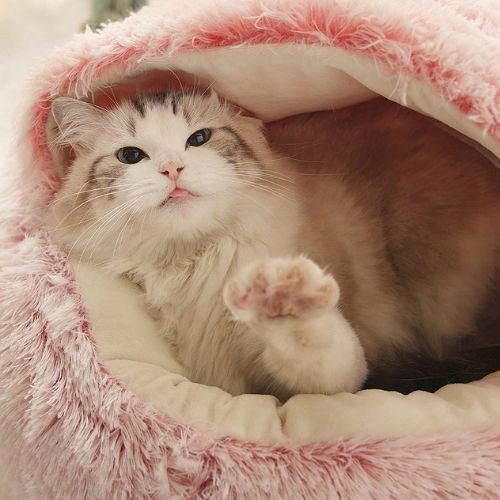 猫 ベッド おしゃれ ドーム型 ラウンド 2WAY M : ネコグッズ kocka