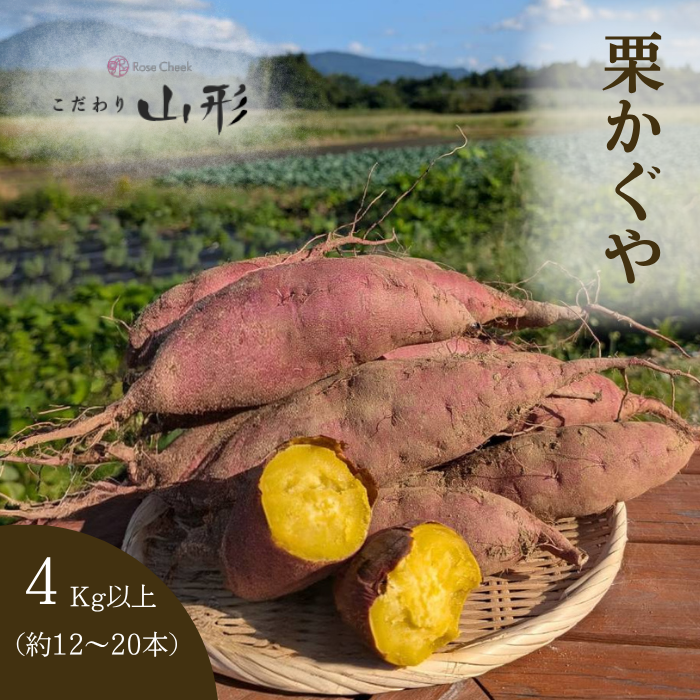 栗かぐや芋苗500本ふくむらさき50本 2026年10月上旬以降順次発送】さつまいも 栗かぐや 山形県産 村山 4kg