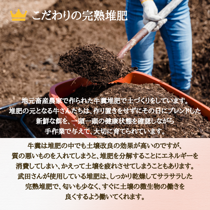 桃 陽夏妃 山形県産 東根 3L 3kg 秀品 白桃 もも ギフト 家庭用 8月