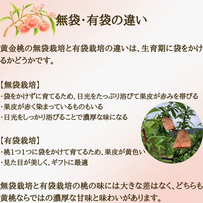 桃 黄金桃 無袋 山形県産 東根 3L 3kg 秀品 黄桃 もも ギフト 家庭用 8