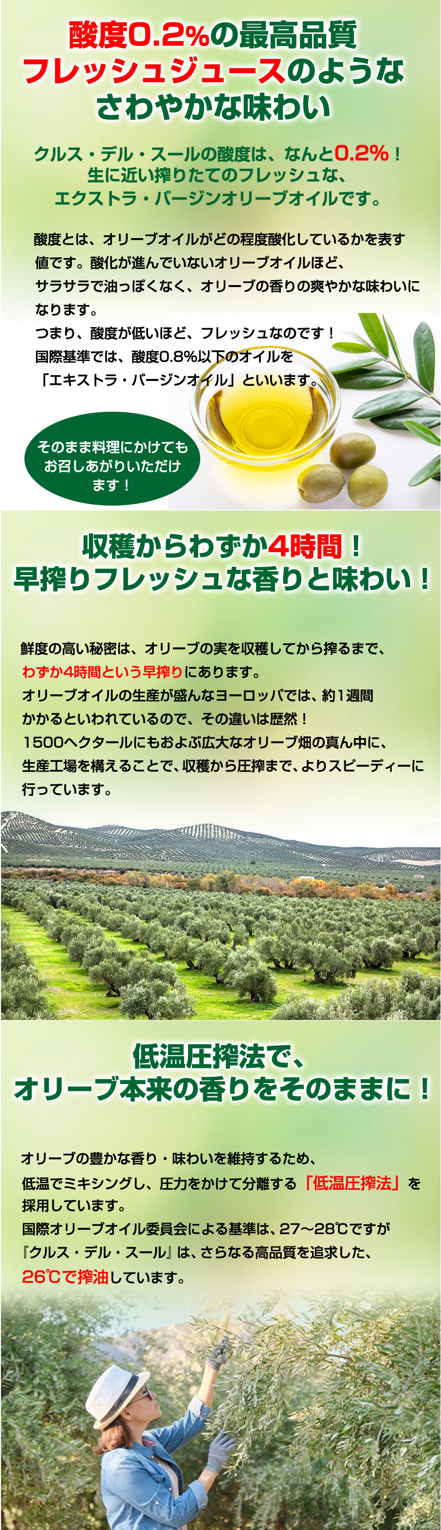 チリ産エクストラバージンオイル「クルス デル スール」と天日結晶の塩セット｜塩史上最多の「73種類のミネラル豊富なお塩」天然熟成・海洋深層海塩　ミネラル 安全 恵安　料理塩　深層海水　天日無添加塩　恵安の潮