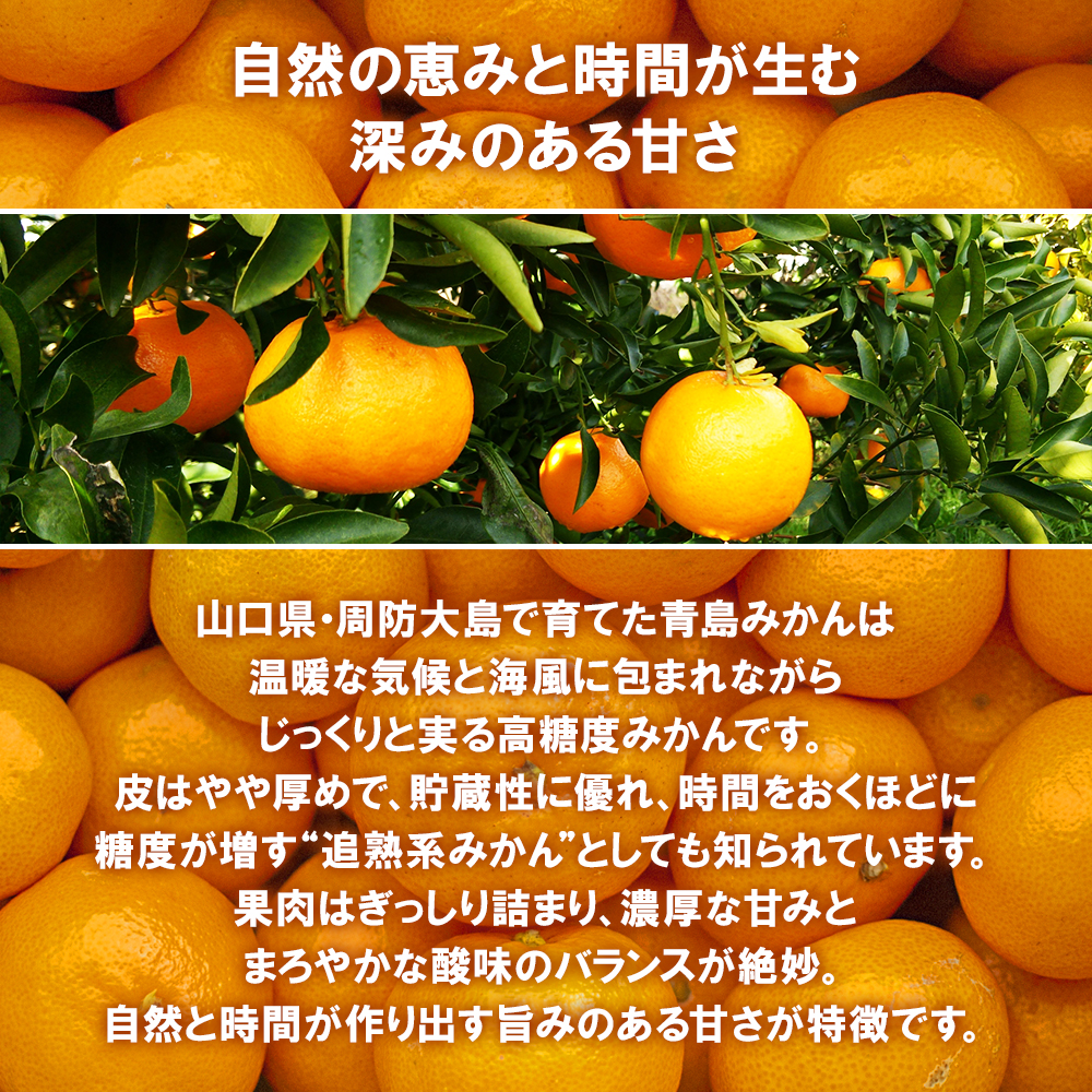 山口県産 周防大島 青島みかん 5kg 送料無料 温州 みかん 片岡農園 高