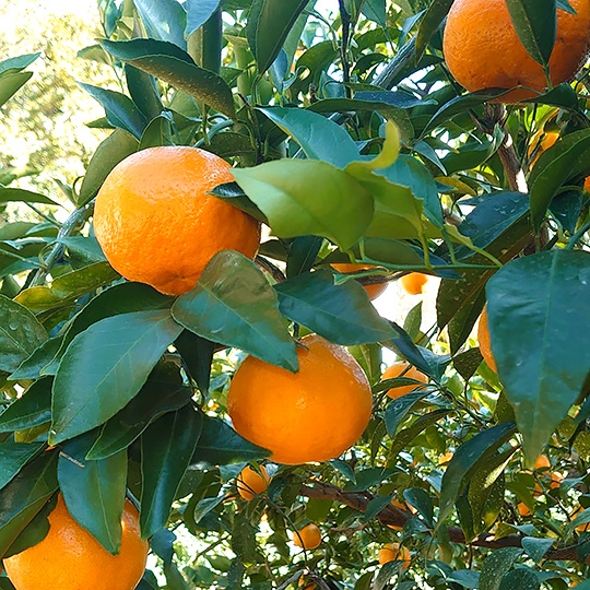 送料無料 広島県瀬戸田産 有光農園 はるみ 約5kg 瀬戸内 広島 柑橘の里